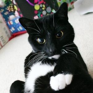 Meet your Posher, Jocie